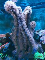 Corky gorgonen, Ophalen, Nieuw, Gevuld zeewateraquarium