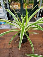 Graslelie, Huis en Inrichting, Kamerplanten, Ophalen, Overige soorten, Minder dan 100 cm, Bloeiende kamerplant