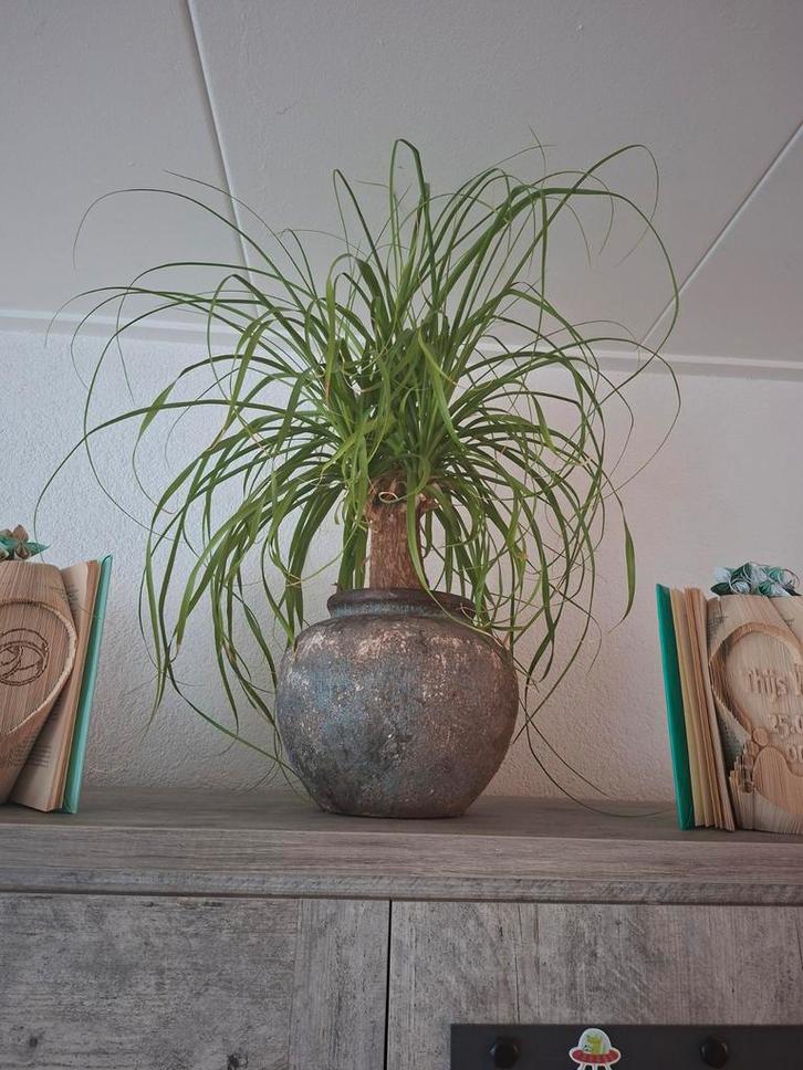 Olifantspoot in sierpot, Tuin en Terras, Planten | Tuinplanten, Vaste plant, Overige soorten, Volle zon, Bloeit niet, Ophalen