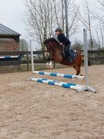 Rijpony.  Welsh A merrie., Dieren en Toebehoren, Paarden, Merrie, Gechipt, 7 tot 10 jaar