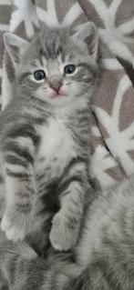 Prachtige grijze kittens