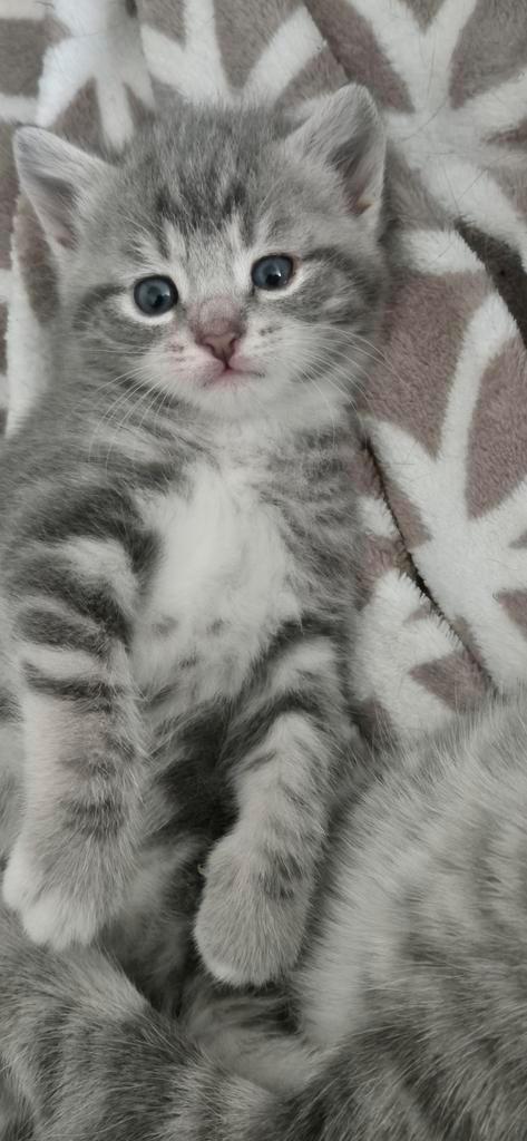 Prachtige grijze kittens, Dieren en Toebehoren, Katten en Kittens | Dekkaters