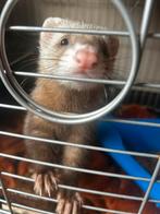 Fretten pup rammetje., Dieren en Toebehoren, Mei, Mannelijk