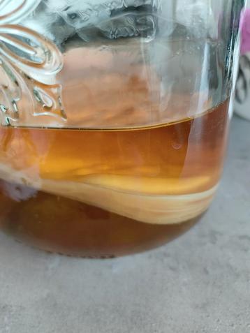 Kombucha beschikbaar voor biedingen