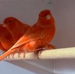 Te moop koppels roodvetsof kanaries, Dieren en Toebehoren, Vogels | Kanaries, Meerdere dieren, Kleurkanarie