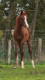 Arabisch hengstveulen word vermoedelijk koffievos en +1.55, Dieren en Toebehoren, Paarden, Minder dan 160 cm, Gechipt, Niet van toepassing