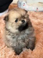 4 knappe pomeranian pups ouders FCI kapioenslijnen pomeriaan, Overige rassen, Teef, Eén hond, Nederland