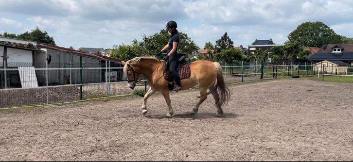 Lieve Haflinger merrie zoekt liefdevol thuis, Dieren en Toebehoren, Paarden, Merrie, Minder dan 160 cm, 11 jaar of ouder, Recreatiepaard
