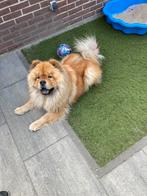 Te koop chow chow, Particulier, Buitenland, Eén hond, 3 tot 5 jaar