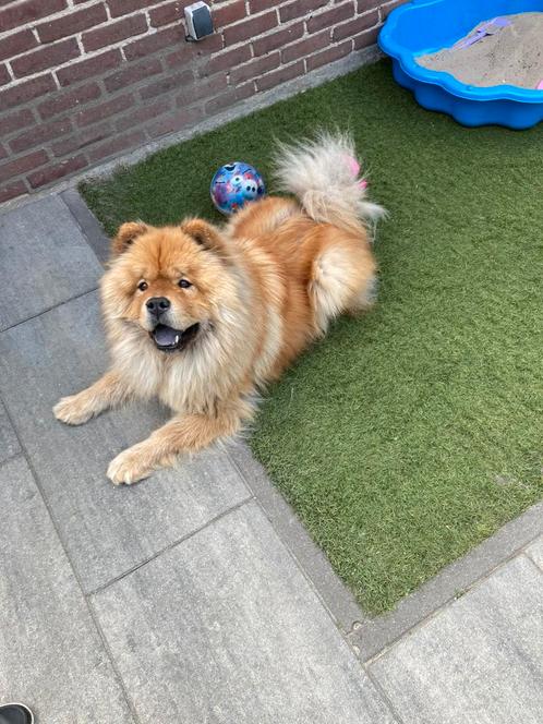 Te koop chow chow, Dieren en Toebehoren, Honden | Poolhonden, Keeshonden en Oertypen, Reu, Overige rassen, Particulier, Eén hond
