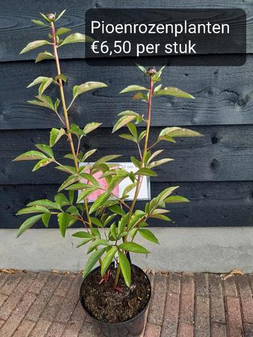 Te koop Pioenrozenplanten  beschikbaar voor biedingen