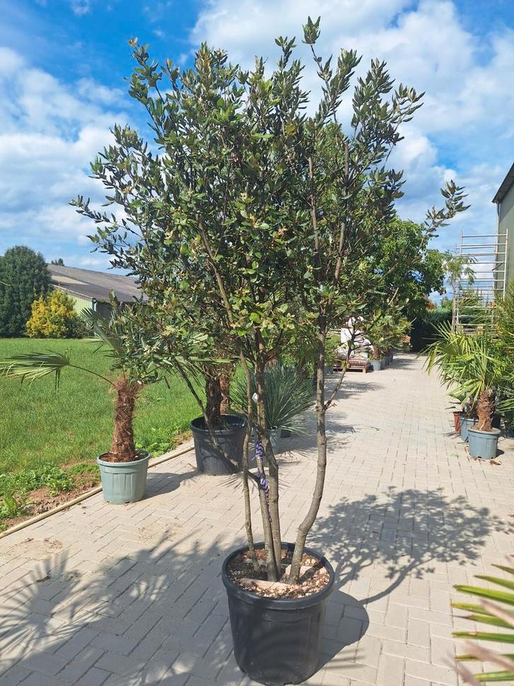 Meerstammige steeneik, quercus ilex, Tuin en Terras, Planten | Bomen, Overige soorten, Minder dan 100 cm, Volle zon, Zomer, Ophalen