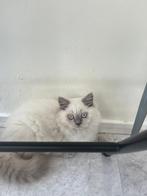 Britse kort haar kittens vol bloed 2 nog over