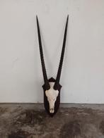 Grote spiesbok, oryx schedel op schild, Verzamelen, Overige soorten, Gebruikt, Ophalen, Schedel