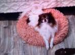 Pomchi x pomeriaan choco-wit Lief teefje van 3,5 jaar oud, Dieren en Toebehoren, Honden | Chihuahua's en Gezelschapshonden, Rabiës (hondsdolheid)