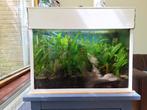Aquarium 60 L compleet met meubel, Ophalen, Gebruikt, Gevuld zoetwateraquarium