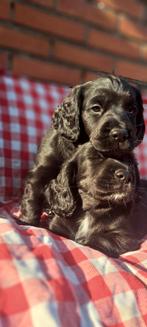 Friese stabij x Engelse cockerspaniel pups, Overige rassen, 8 tot 15 weken, CDV (hondenziekte), Meerdere