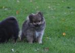 Prachtige pomchi pups  black an tan , wolfsgrijs , crème, Dieren en Toebehoren, Honden | Chihuahua's en Gezelschapshonden, CDV (hondenziekte)