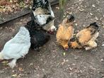 toom park brahma, Dieren en Toebehoren, Pluimvee, Meerdere dieren, Kip