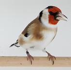 grote putters, Dieren en Toebehoren, Vogels | Overige Vogels, Meerdere dieren, Wildzangvogel, Geringd