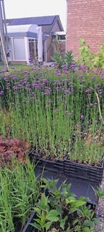 Verbena ijzerhard, Tuin en Terras, Volle zon, Tweejarig, Zomer, Ophalen