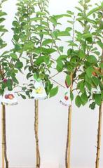 Goedkope fruitbomen appelbomen perenbomen pruimenbomen, Tuin en Terras, Planten | Fruitbomen, Ophalen of Verzenden, In pot, Appelboom