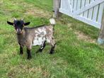 Geiten bokjes dwerggeit, Dieren en Toebehoren, Schapen, Geiten en Varkens, Mannelijk, Geit