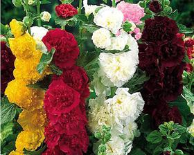 Stokroos dubbel mix, Tuin en Terras, Bloembollen en Zaden, Zaad, Voorjaar, Volle zon, Ophalen of Verzenden