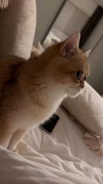 Britse korthaar golden shaded 1,5 jaar, Dieren en Toebehoren, Poes