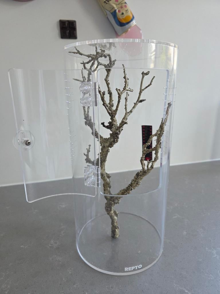 Repto Terra terrarium inclusief boom (spin)