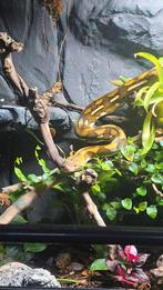 Netpython / retic (superdwarf) 1.0, Ophalen, Nieuw