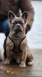 Franse Bulldog blue fawn fluffy beschikbaar voor dekking, België, Particulier, Rabiës (hondsdolheid), Reu