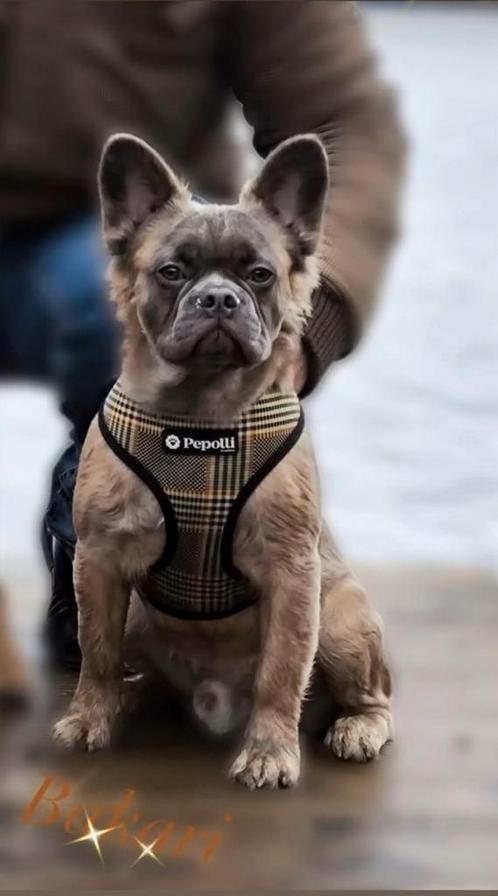 Franse Bulldog blue fawn fluffy beschikbaar voor dekking, Dieren en Toebehoren, Honden | Dekreuen, Reu, Particulier, Eén hond