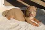 American Bully pups Abkc België, Dieren en Toebehoren, Honden | Bulldogs, Pinschers en Molossers, België, Rabiës (hondsdolheid)