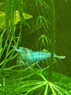 Blue Jelly  garnalen (erg mooi) HQ | Neocaridina, Dieren en Toebehoren, Vissen | Aquariumvissen, Kreeft, Krab of Garnaal, Zoetwatervis