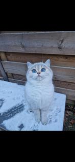 Prachtige Britse korthaar Kittens, Dieren en Toebehoren, Katten en Kittens | Raskatten | Korthaar, Meerdere dieren, 0 tot 2 jaar