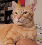 Jarela, Leo, 5-11-2023 gered uit het asiel, Dieren en Toebehoren, Katten en Kittens | Overige Katten, Kater, Kortharig, 0 tot 2 jaar