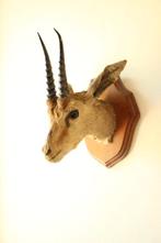 Taxidermie opgezette kop afrikaanse gazelle, Verzamelen, Dierenverzamelingen, Ophalen of Verzenden, Gebruikt, Wild dier, Opgezet dier