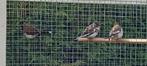 Japanse meeuwen, Dieren en Toebehoren, Vogels | Overige Vogels, Meerdere dieren, Tropenvogel, Geringd