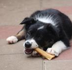 Mooie driekleur Border collie pup reutje met stamboom., Reu, 8 tot 15 weken, Collie, CDV (hondenziekte)