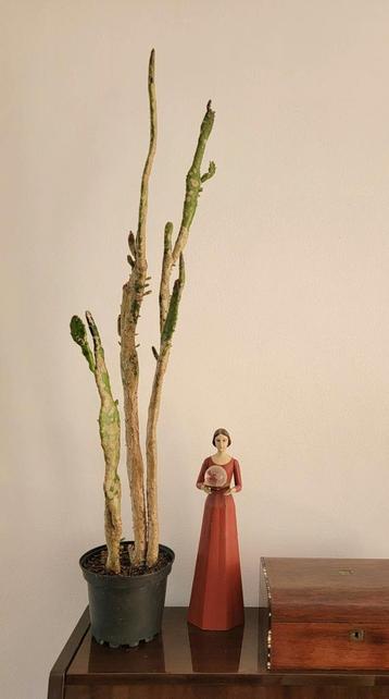 Mooie lnge Cactus. beschikbaar voor biedingen