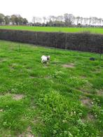 Dwerggeit, Dieren en Toebehoren, Pluimvee, Vrouwelijk