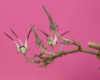 Cactussen en vetplanten: Ceropegia stapeliaeformis, Ophalen of Verzenden, Overige soorten, Minder dan 100 cm
