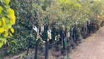 De laatste fruitbomen nu 30% korting !!!, Ophalen, Lente