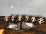 Set dieren schedels taxidermie, Ophalen of Verzenden, Overige soorten, Schedel