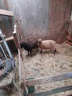 Te koop 2 jonge quesant ooitjes, Dieren en Toebehoren, Mannelijk, Geit