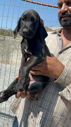 Blacky (Pup 3), Particulier, Rabiës (hondsdolheid), 15 weken tot 1 jaar, Reu