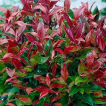 Leucothoe, is een groenblijvend heerster. beschikbaar voor biedingen