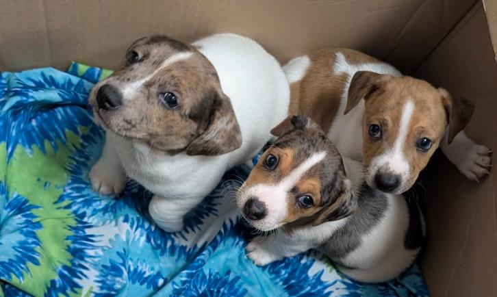 Nog 2 knappe Jack Russel pups, Dieren en Toebehoren, Honden | Jack Russells en Terriërs, Meerdere dieren, Jack Russell Terriër