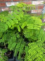 delonix regia flamboyant vlamboom /bonsai /palmboom, Volle zon, Vaste plant, Zomer, Ophalen